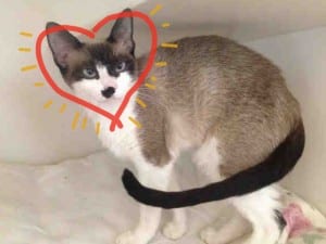 adopt-a-cat
