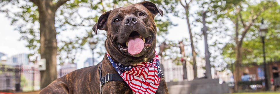 dog laying down outside wearing American flag bandana