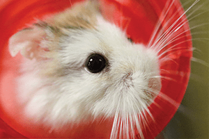 Mouse ARL hamster