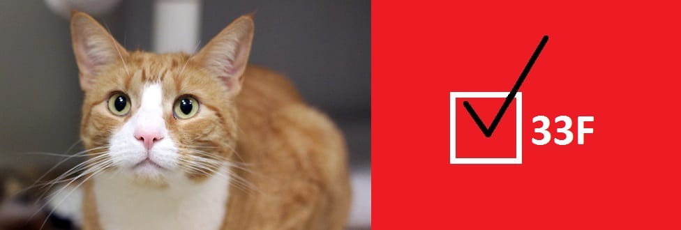 Tax season cat graphic