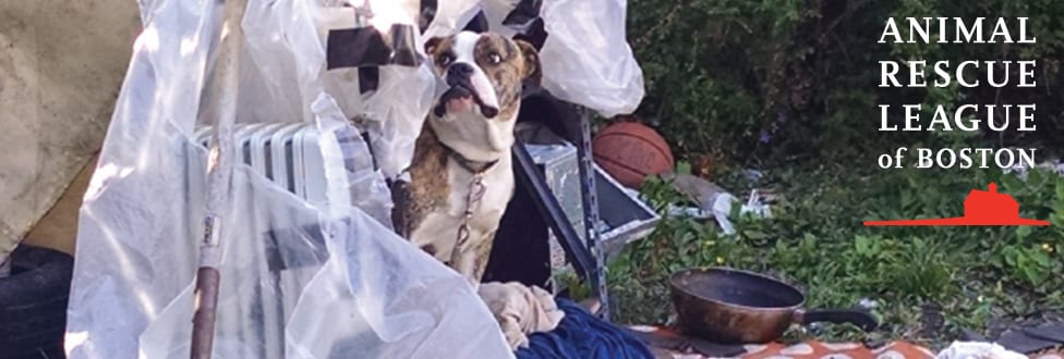 dog outside tethered 