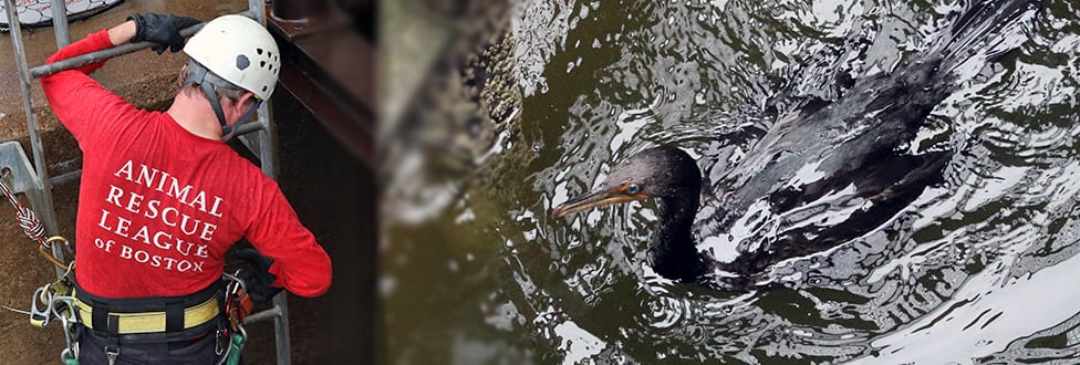 bird in water