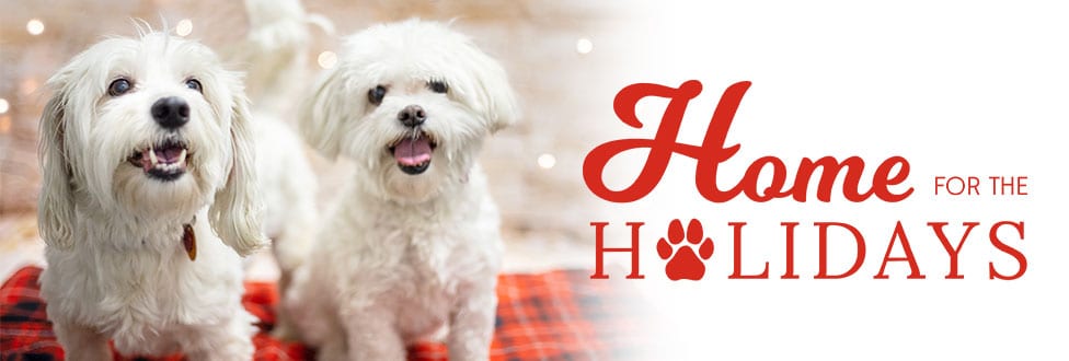 Home for the Holidays Moji and Leo