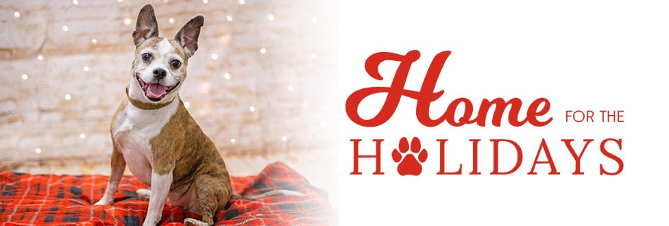 Home for the Holidays graphic