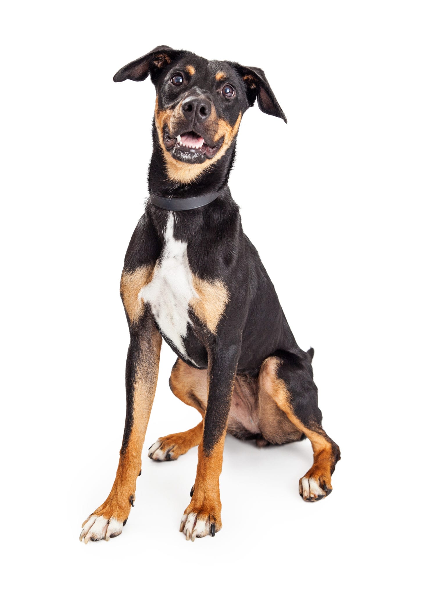 Cute Friendly Hound Crossbreed Dog tri-color crossbreed dog
