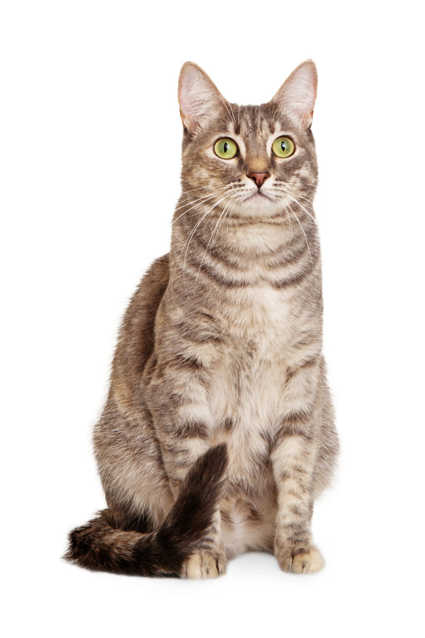 Sitting gray tabby cat Sitting gray tabby cat