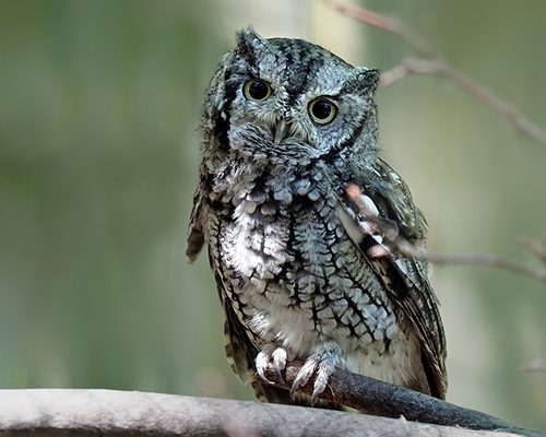 eastern-screech-owl-3526934_1280 Eastern Screech Owl
