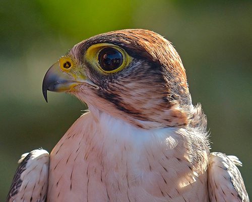 hawk-3896750_1280 Hawk