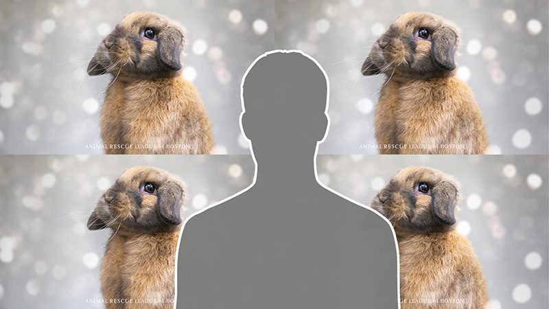 Bunny zoom background