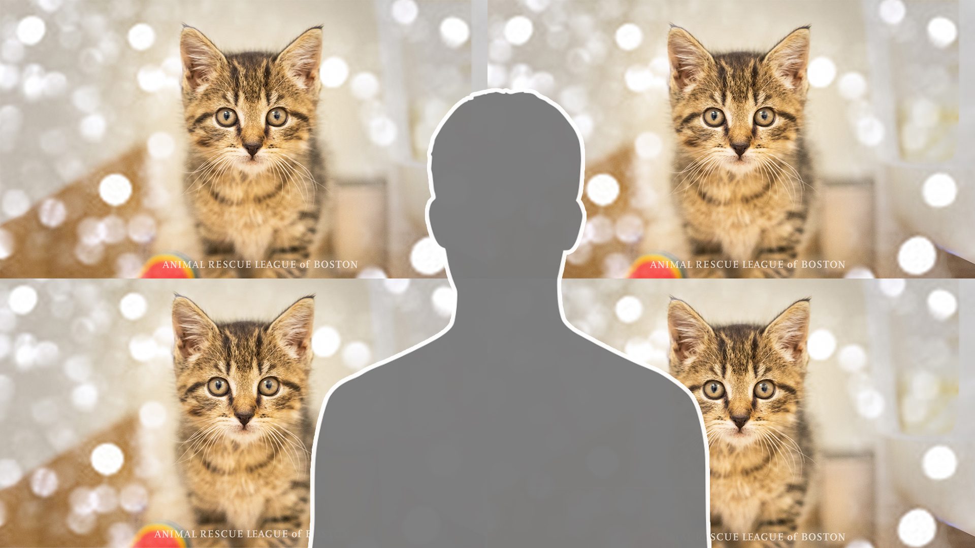 kitten zoom background