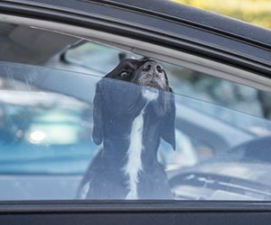 A black and white dog looks up while sitting inside a car with the window slightly open. The background shows blurred cars, suggesting a parking area.