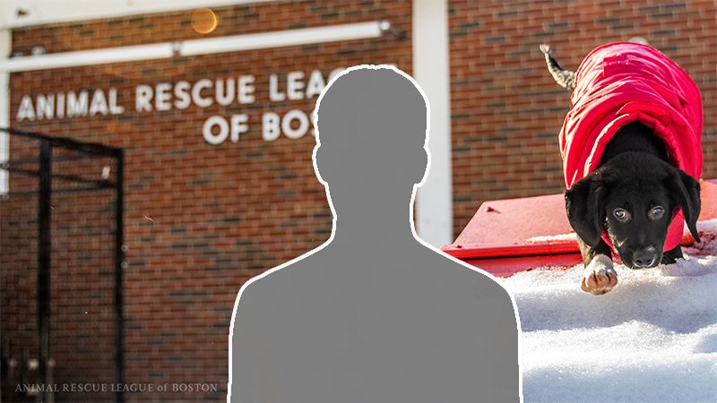 winter puppy background