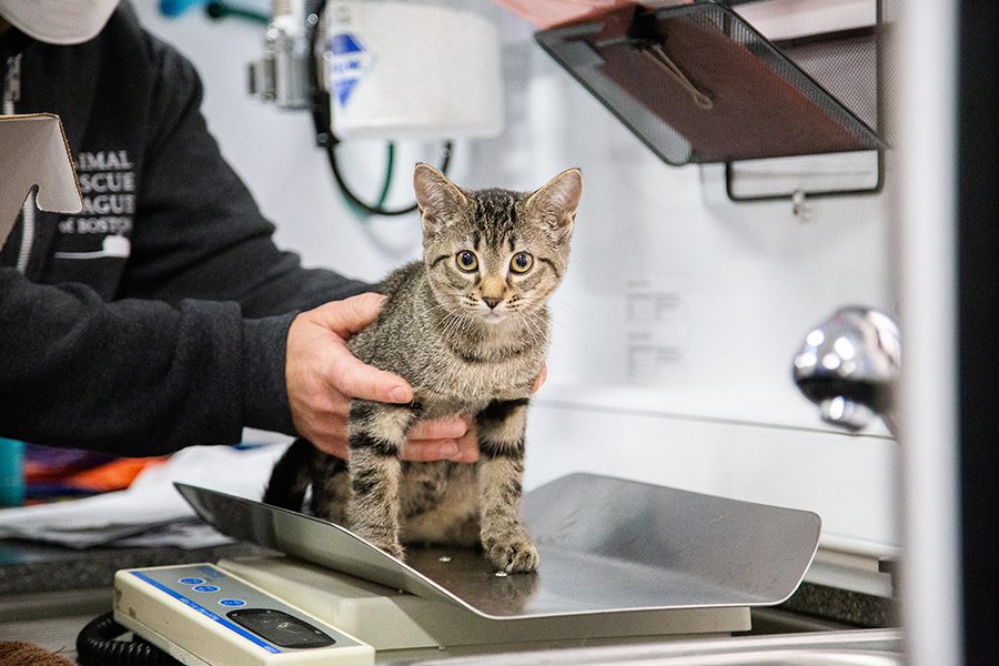 Kitten being weighed before surgery on the Spay Waggin'