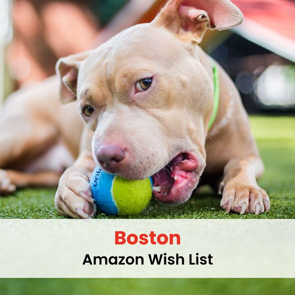 Boston Amazon wish list graphic