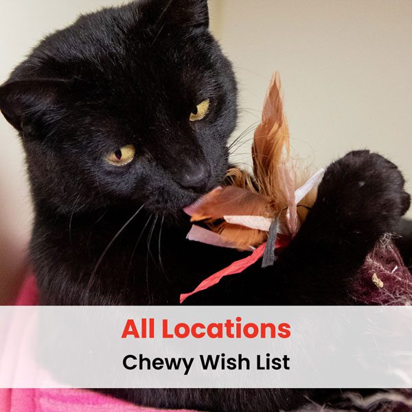 chewy wish list graphic