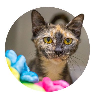 Zilla, a tabby kitten