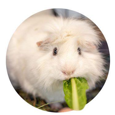 Dale, a white guinea pig eating lettuce