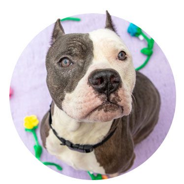 Fern, a gray and white medium sized dog