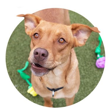 Jellybean, a tan medium sized dog