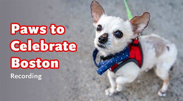 PTC-Boston-Recording2022-VideoThumb small Chihuahua dog looking up at the camera. Text