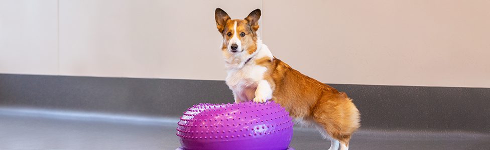 brown and white Corgi dog standing on a large, purple dog training ball