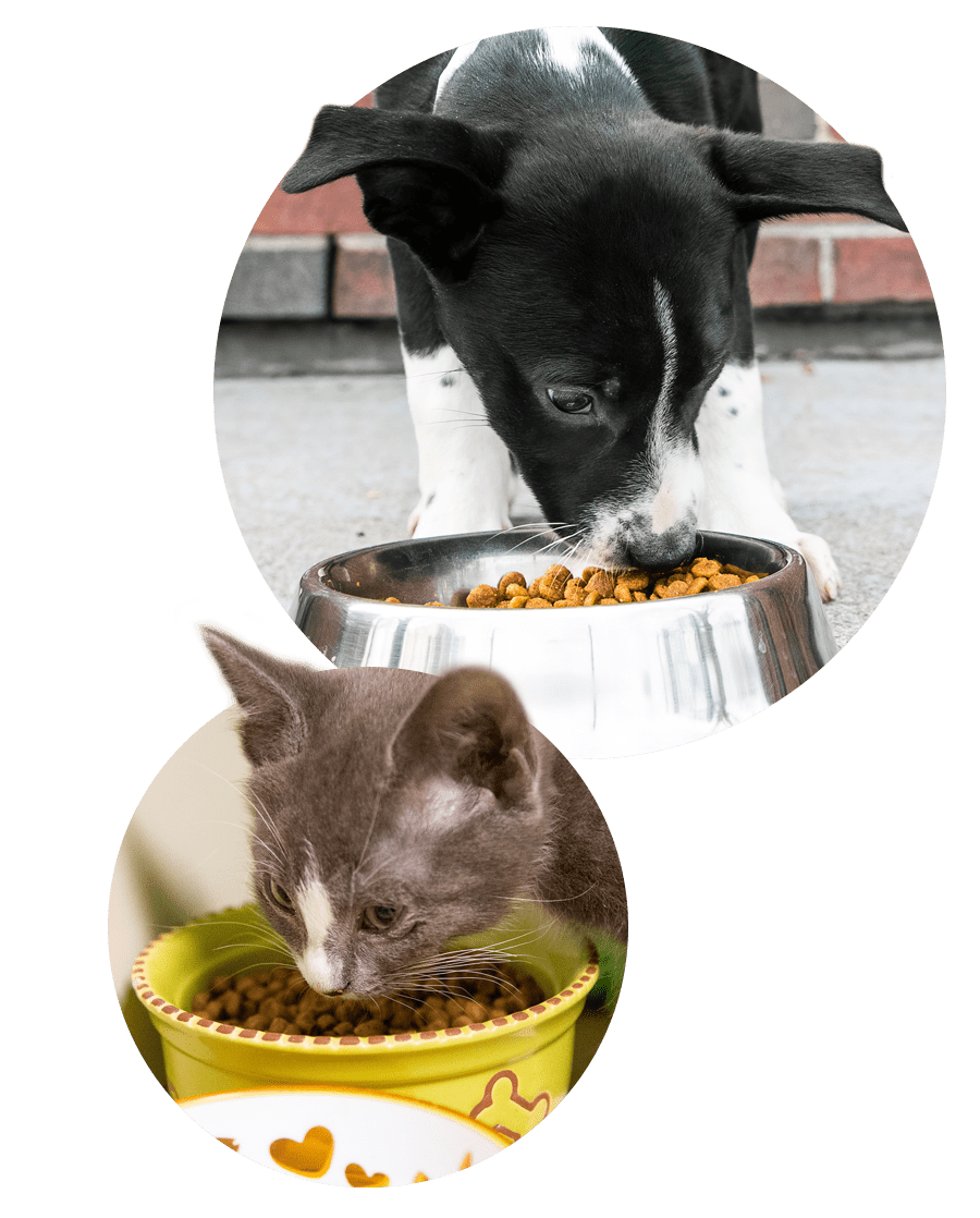 dog-cat-eating dog and kitten eating