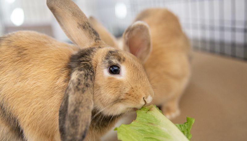 rabbit_event_header rabbit eating lettuce