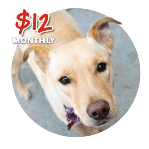 Circle photo of dog with 