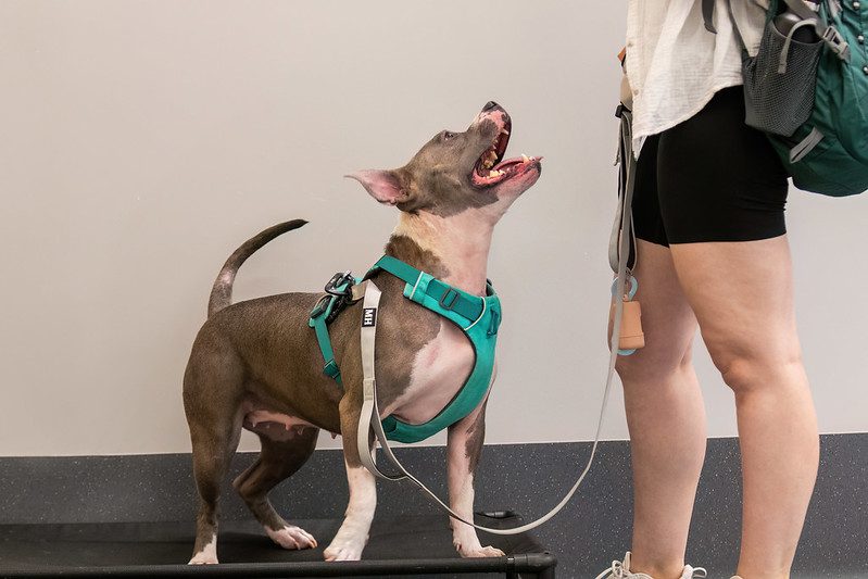 A dog standing looking up at his owner to the side