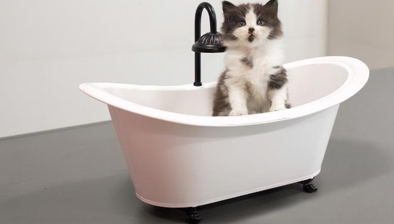 A gray and white kitten standing in a small white bath tub