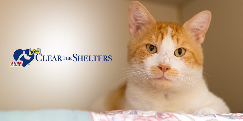 clear-the-shelters-long-stay-saturday-event-header An orange and white tabby cat laying on a blanket
