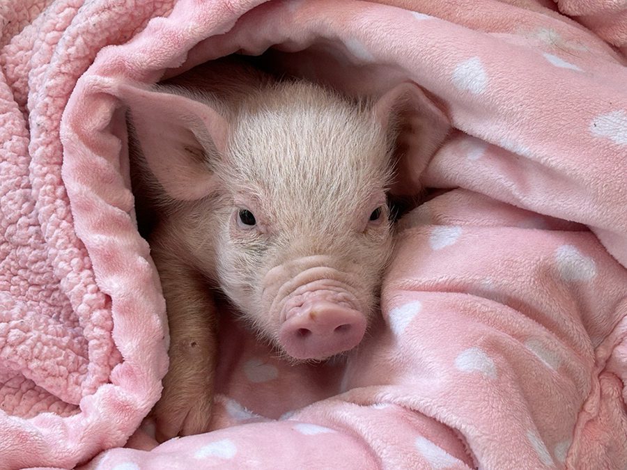 a small piglet wrapped in a pink blanket