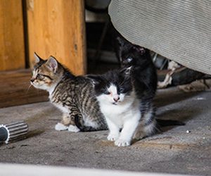 Three kittens sit on a concrete floor in a rustic setting. The foreground shows a tabby and a black-and-white kitten, with another kitten partially hidden.