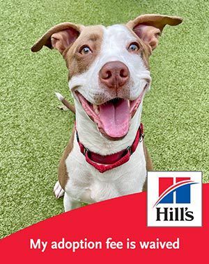 A brown/white dog with mouth open, sitting on grass.