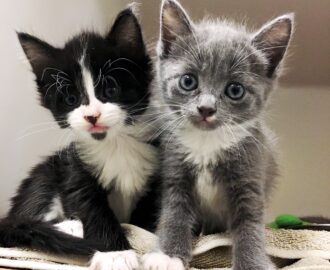 Two kittens sitting next to each other