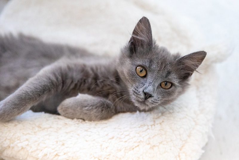 A gray kitten with yellow eyes relaxes on a soft, white, fluffy blanket, looking directly at the camera