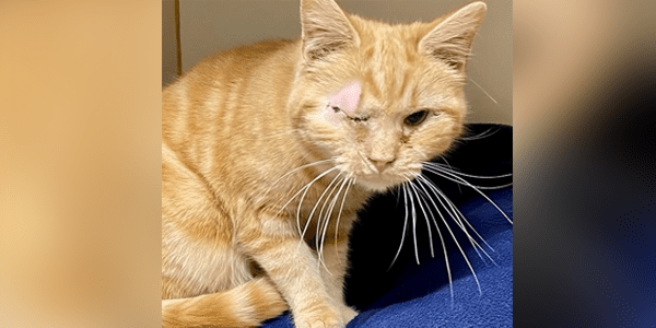 an orange cat with one eye