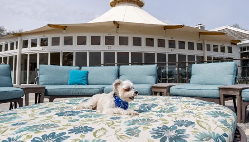 A dog lying on an outdoor patio set at the Wequassett Inn