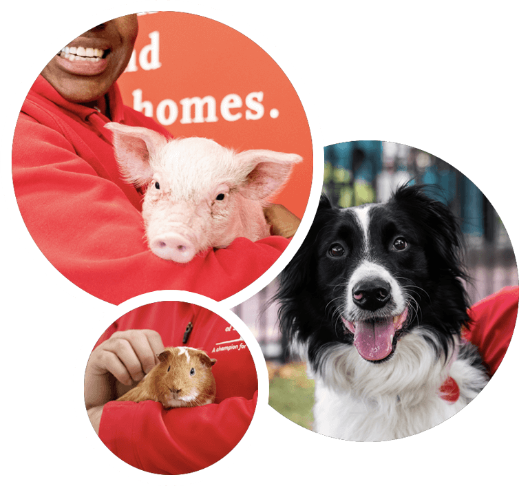 animals-helped-img three circles showing ARL staff members with animals