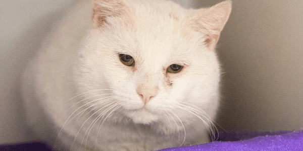 a white cat