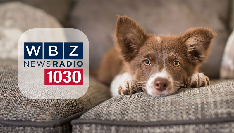Puppy lying on a brown couch with eh WBZ Newsradio 1030 logo to the left