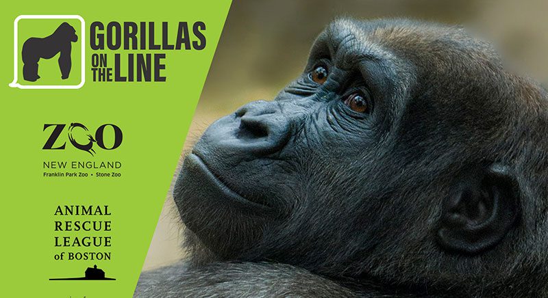 Gorillas on the line graphic
