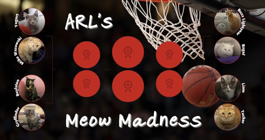 Meow Madness bracket graphic