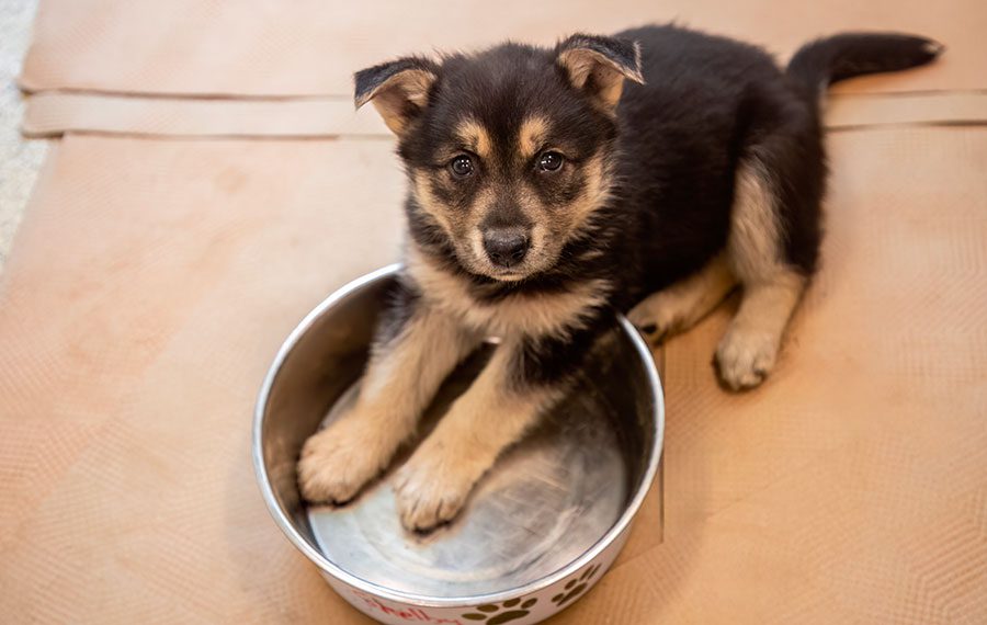 Tri-colored puppy laying down with her paws in an empty dog bowl