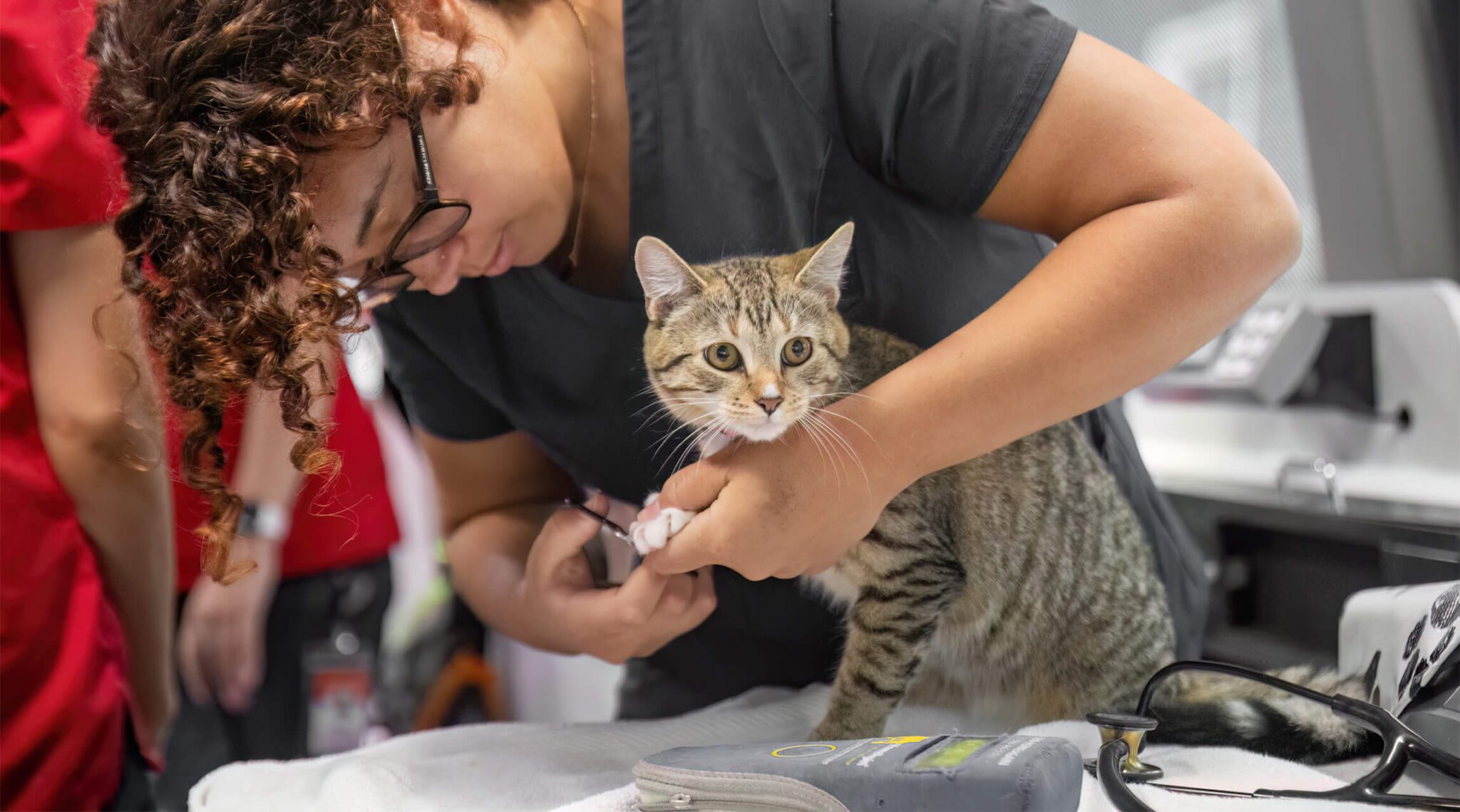 wellness-waggin-staff a veterinary tech trimming a tabby kitten's nails