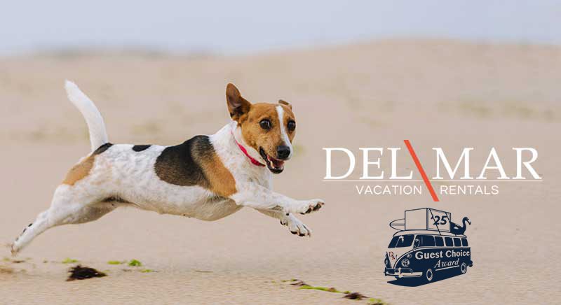 A small mixed breed dog running on a beach. DEL MAR vacation rentals logo is shown on the right.