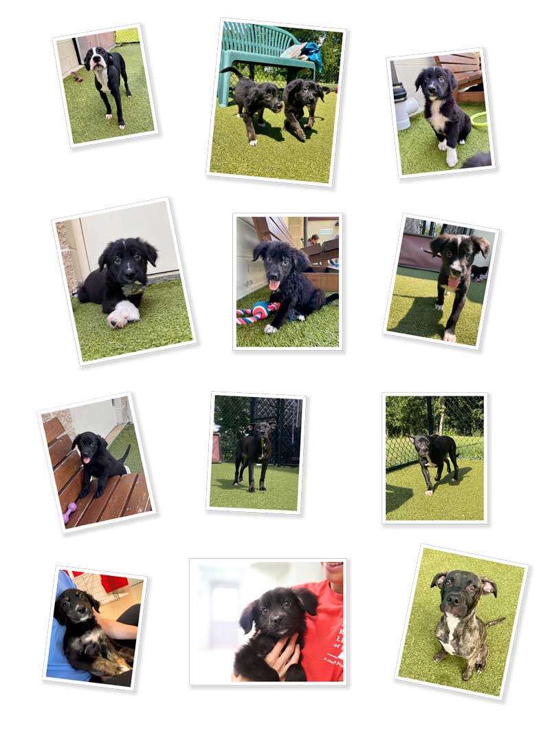 A collage of multiple photos featuring different puppies