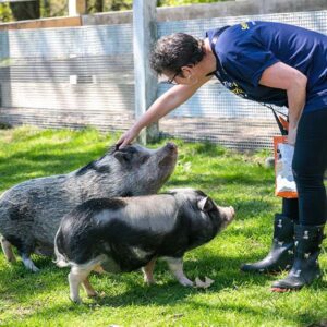 A person next to two pigs outside, petting on of the pig's head.