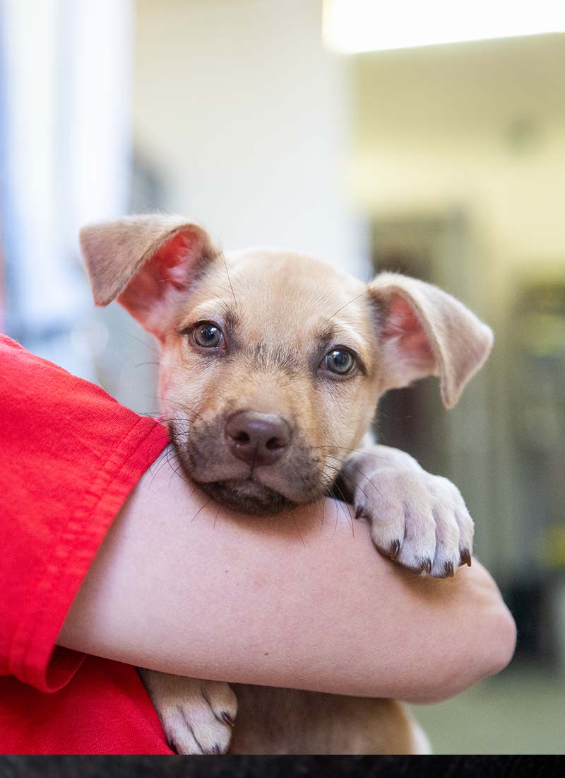 A small tan puppy being held by an ARL staff member in a red shirt