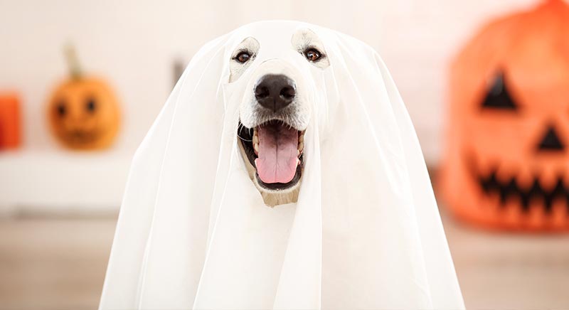 A dog wearing a ghost costume with its mouth open. Halloween pumpkin decorations are in the background.